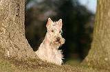 SCOTTISH TERRIER 187